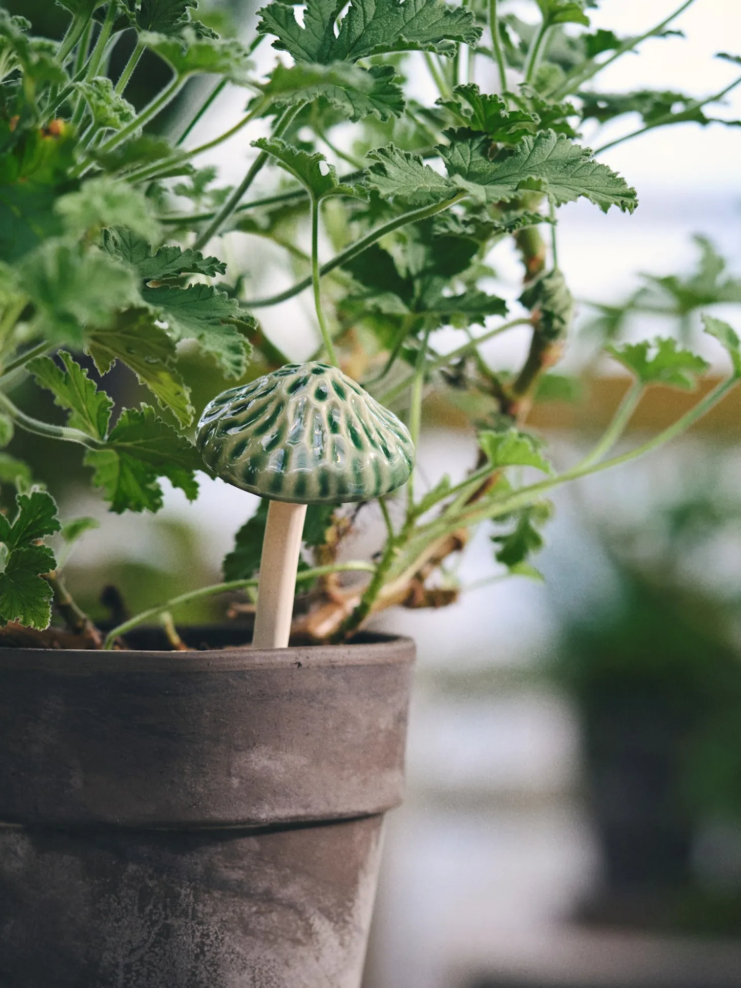 Deko-svamp til planter