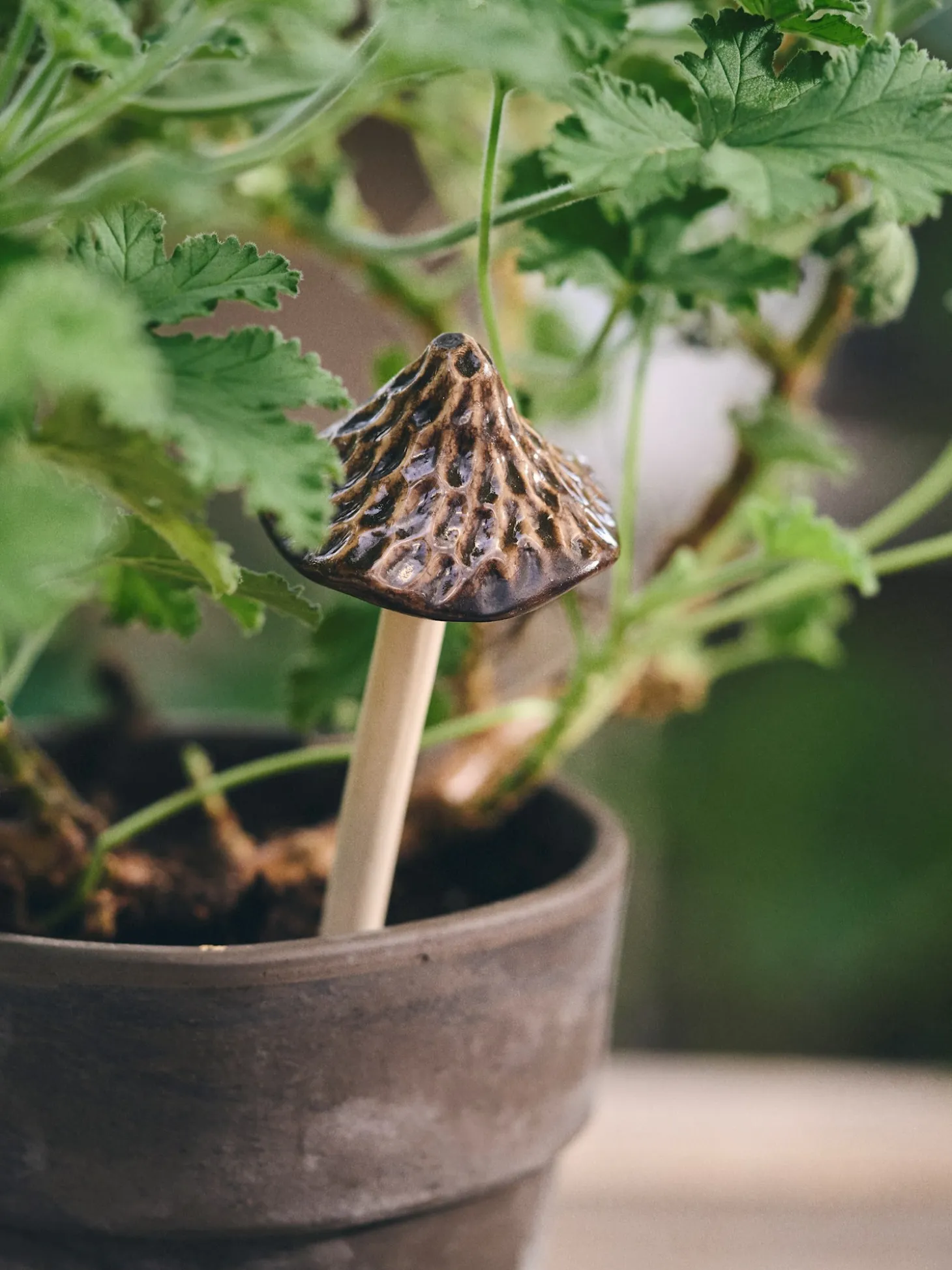 Deko-svamp til planter