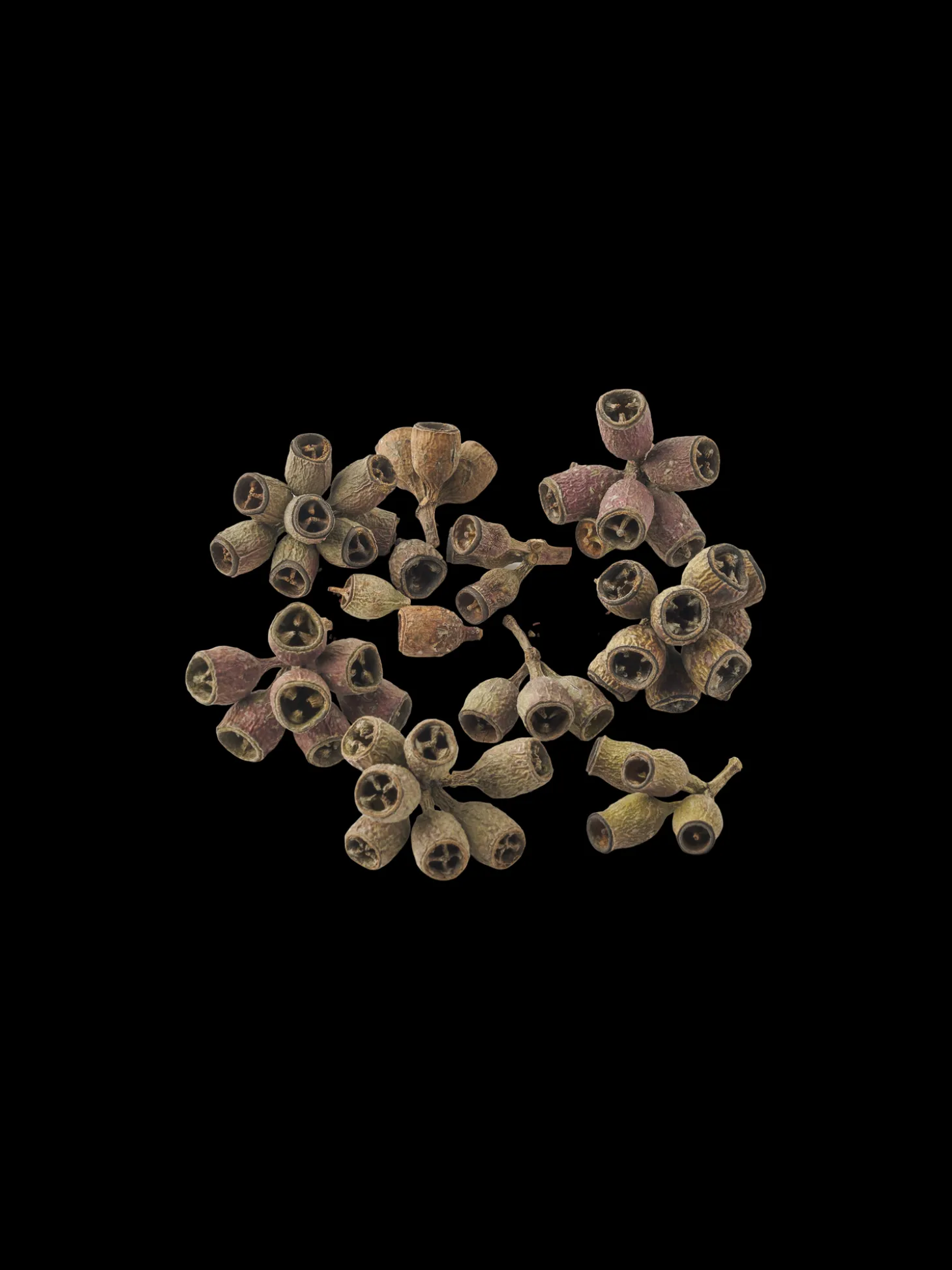 Eukalyptusfrugt