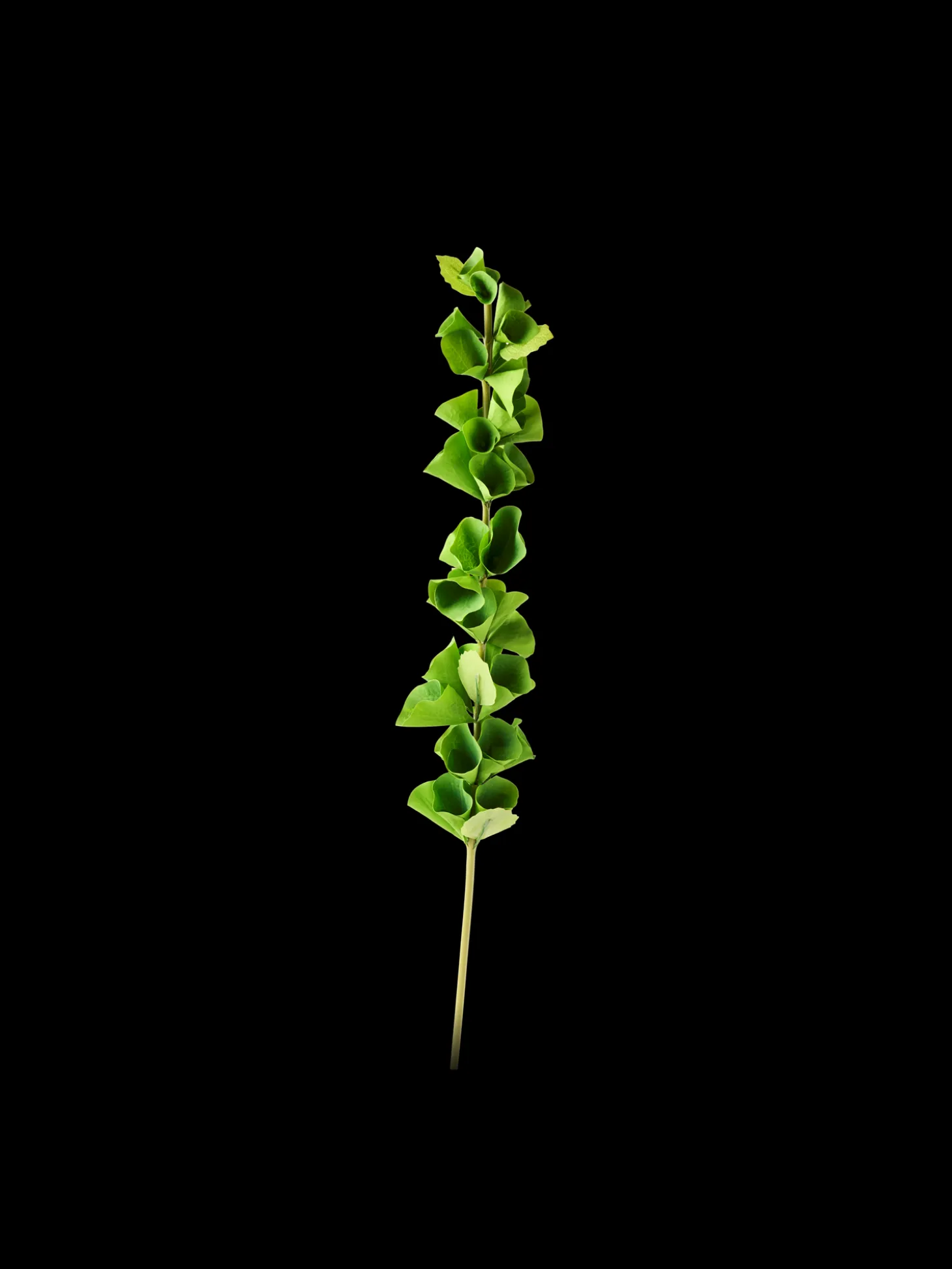 Kunstig molucella blomst