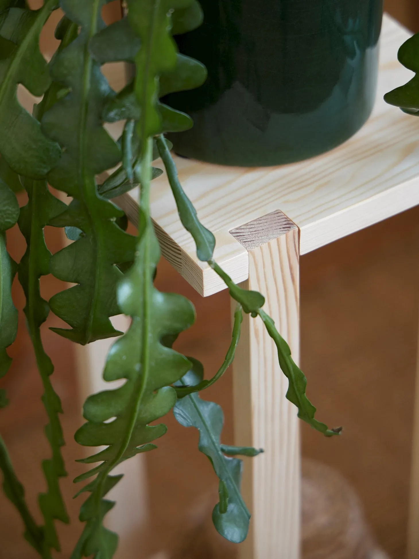 Planteopsats i fyrretræ