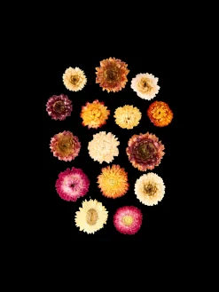 Tørrede blomsterhoveder