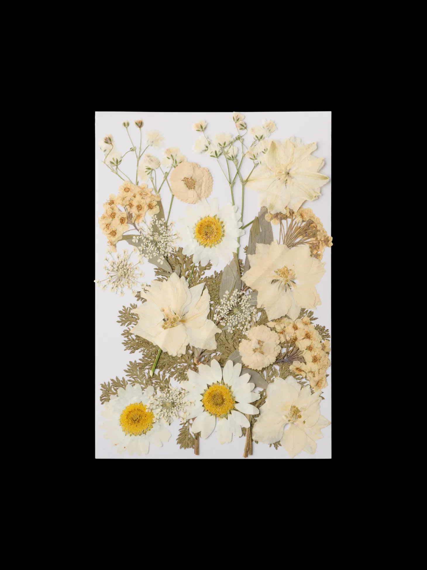 Tørrede blomsterhoveder